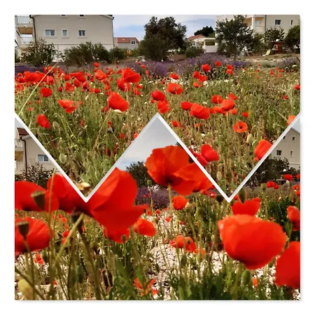 Luxury Villas Bachelors * Vodice