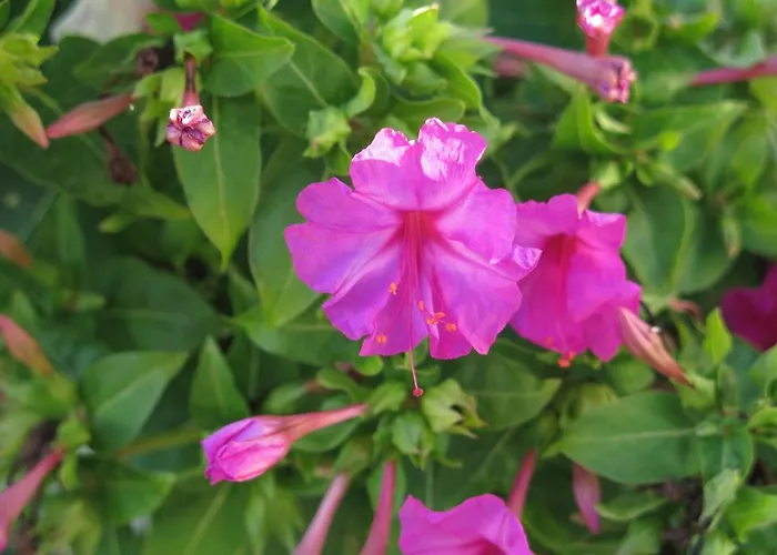 Bachelor 빌라 보디체