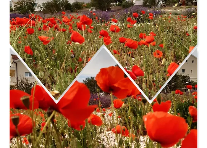 Bachelor * וודיצה